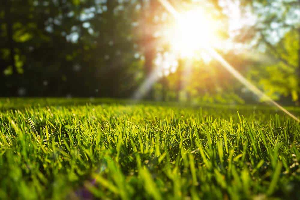 Lush green lawn at sunrise