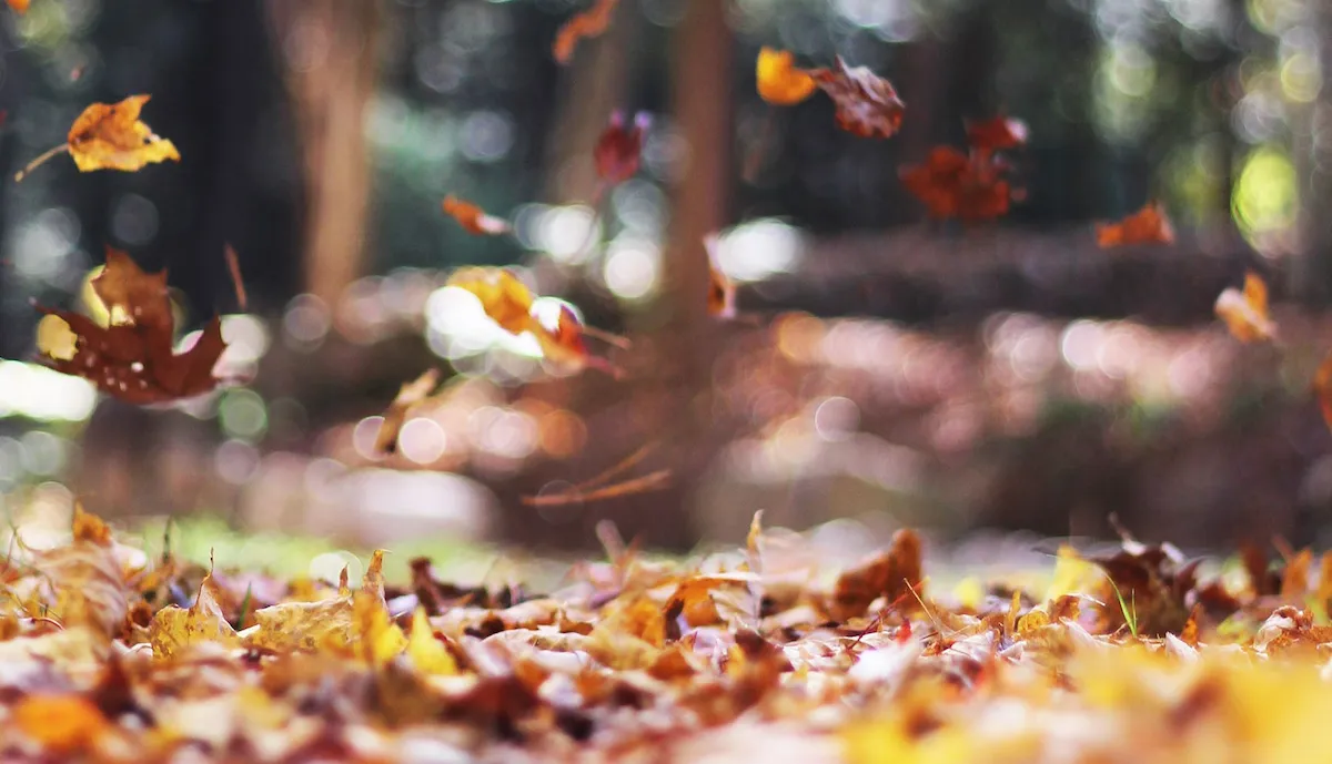 Fallen autumn leaves on a lawn