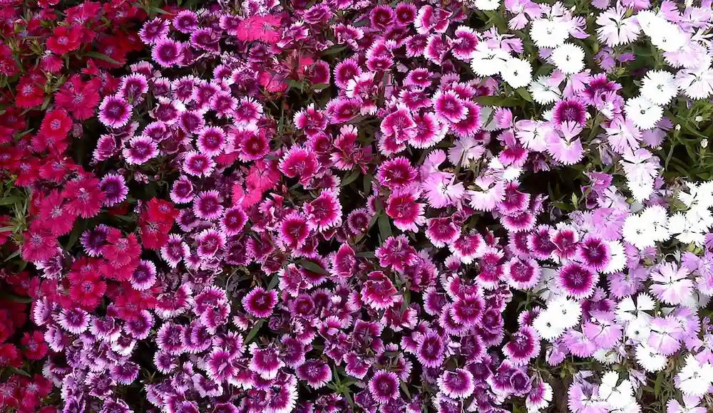 Colorful seasonal flowers in bloom