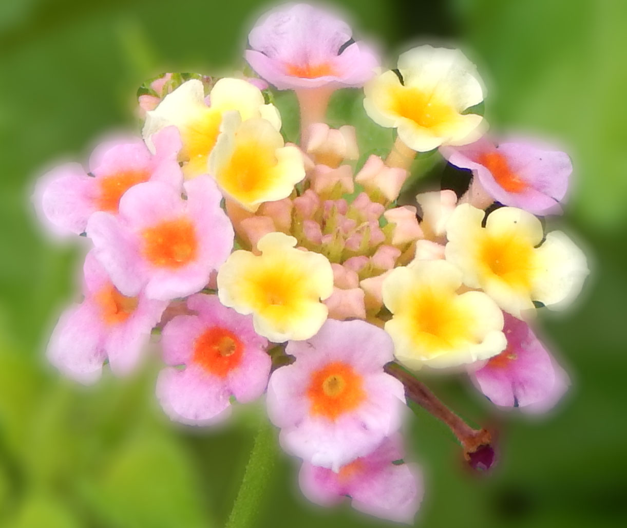 Colorful flowers in a well-maintained yard
