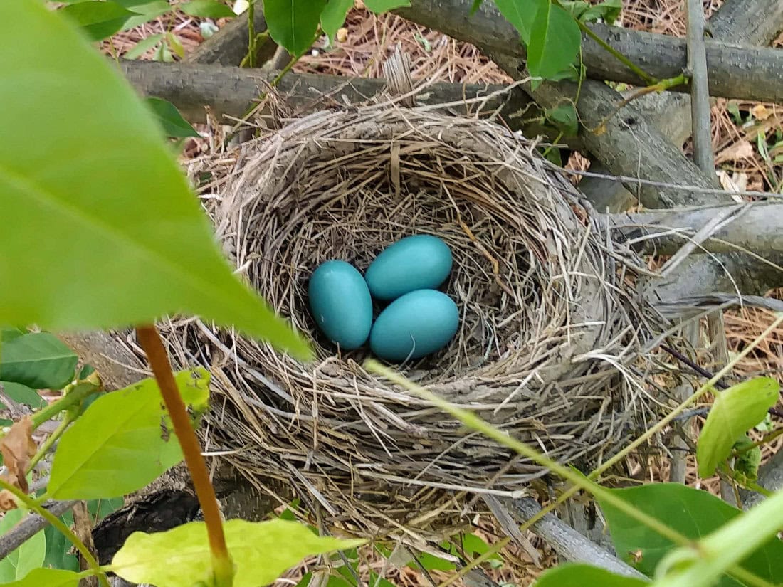 Robin's nest with blue eggs found on the job