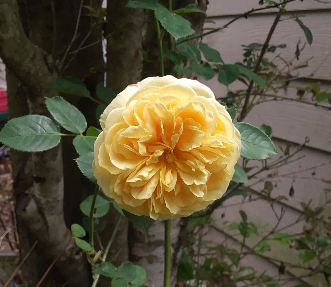 Yellow rose in full bloom — seasonal planting
