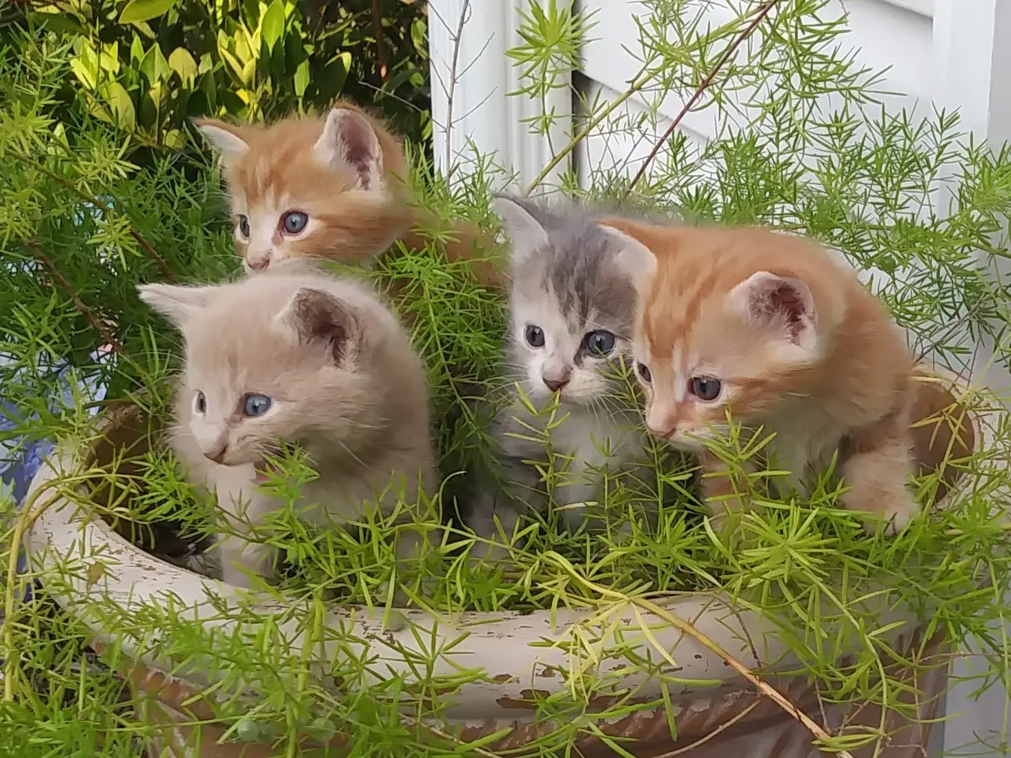 Kittens found in a garden planter on the job