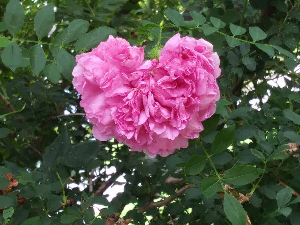 Beautiful heart-shaped rose bloom