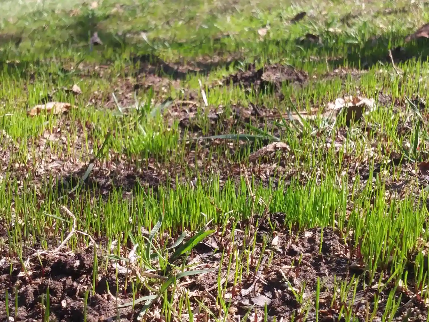 New grass sprouting after seeding