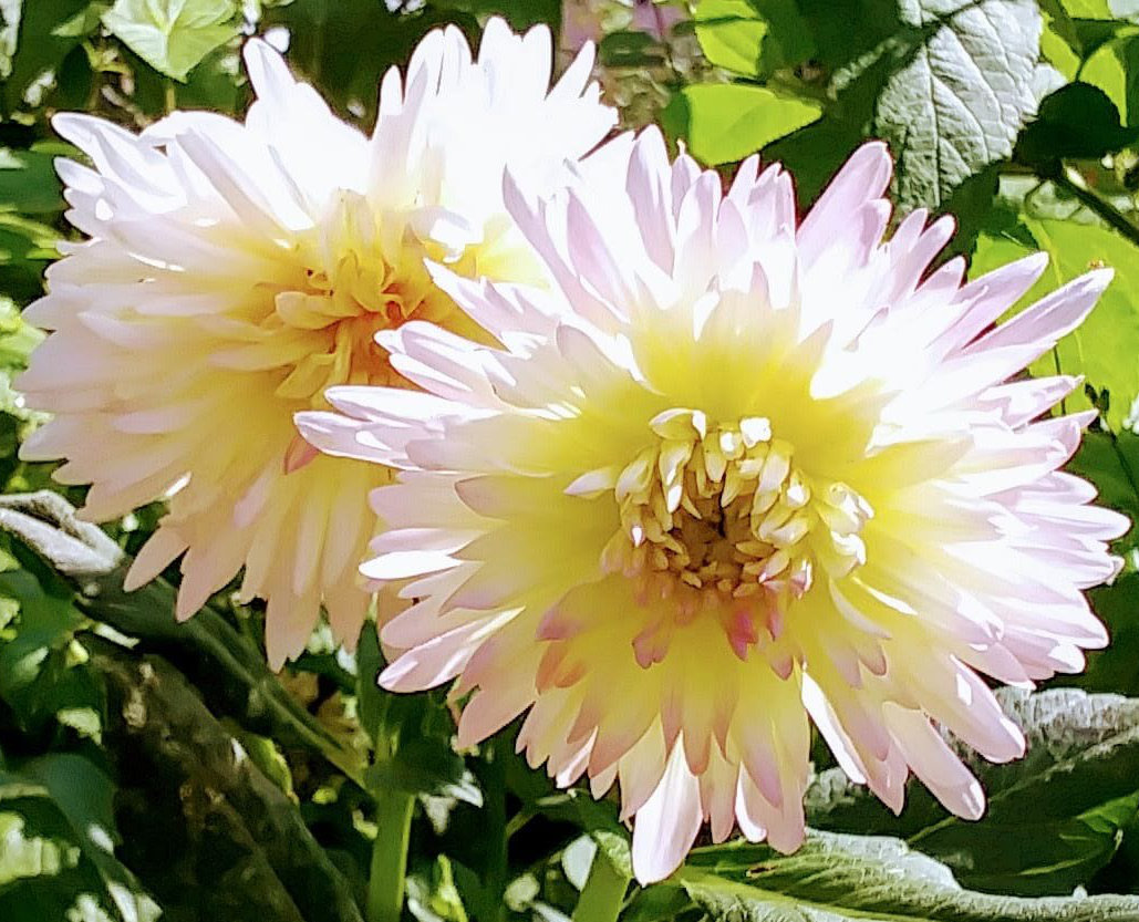 White and yellow dahlia blooms