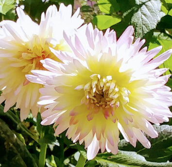 Flower {{brizy_dc_image_alt imageSrc=