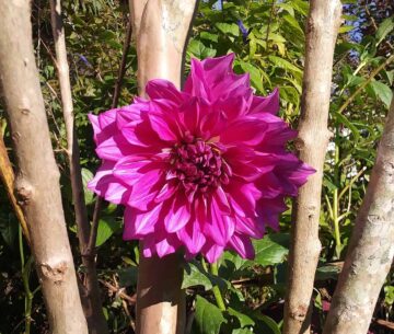 {{brizy_dc_image_alt imageSrc=