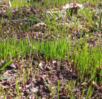 Freshly Seeded Grass {{brizy_dc_image_alt imageSrc=